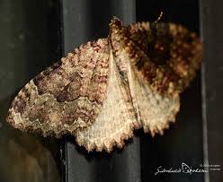 Attēlu rezultāti vaicājumam “Triphosa dubitata”