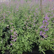 Attēlu rezultāti vaicājumam “Nepeta x faassenii”