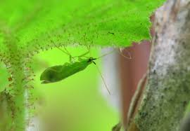 Attēlu rezultāti vaicājumam “Licea pygmaea macro”