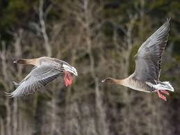 Attēlu rezultāti vaicājumam “Anser brachyrhynchus adult”