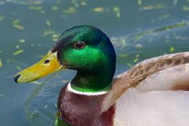 Attēlu rezultāti vaicājumam “Anas platyrhynchos”