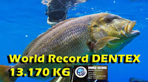 Image result for Dentex dentex