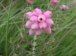 Attēlu rezultāti vaicājumam “Erica tetralix leaf”