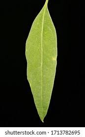 Attēlu rezultāti vaicājumam “Atriplex patula leaf”