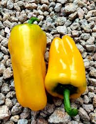 Afbeeldingsresultaat voor baby yellow sweet pepper