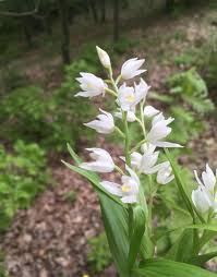 Attēlu rezultāti vaicājumam “Cephalanthera longifolia”