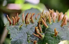 Attēlu rezultāti vaicājumam “Eriophyes tiliae”