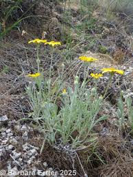 Attēlu rezultāti vaicājumam “Enteridium liceoides young”