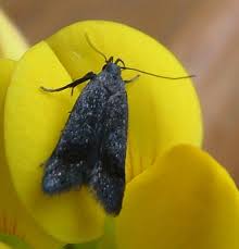 Attēlu rezultāti vaicājumam “Anacampsis blatariella”