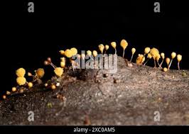 Attēlu rezultāti vaicājumam “Hemitrichia sp.”