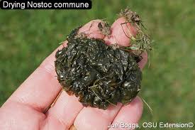 Attēlu rezultāti vaicājumam “Nostoc commune”