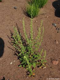 Image result for Chenopodium botrys