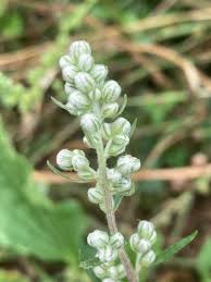 Attēlu rezultāti vaicājumam “Artemisia vulgaris”