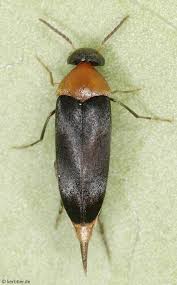 Attēlu rezultāti vaicājumam “Mordellidae”