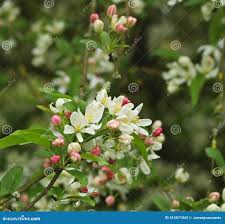 Attēlu rezultāti vaicājumam “Malus x zumi”