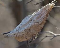 Attēlu rezultāti vaicājumam “cocoon”