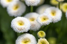 Image result for Tanacetum parthenium 'Tetraweiss'