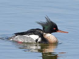 Attēlu rezultāti vaicājumam “Mergus merganser male”