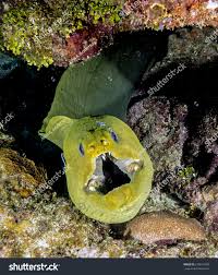 Image result for Gymnothorax funebris