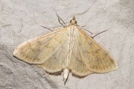 Attēlu rezultāti vaicājumam “Paratalanta hyalinalis”