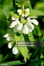 Attēlu rezultāti vaicājumam “Lamium album flower”