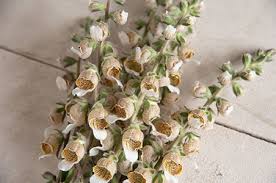 Image result for Digitalis lanata
