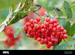 Attēlu rezultāti vaicājumam “Sorbus aucuparia fruit”