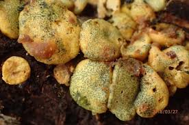 Attēlu rezultāti vaicājumam “Hypocrea gelatinosa”