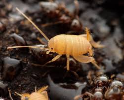 Attēlu rezultāti vaicājumam “Anthrenus sp. imago”