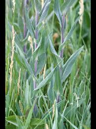 Attēlu rezultāti vaicājumam “Arabis glabra”