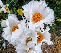 Image result for Romneya coulteri