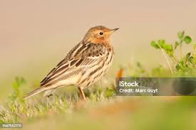 Image result for Anthus cervinus