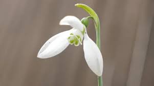 Attēlu rezultāti vaicājumam “Galanthus nivalis bud”