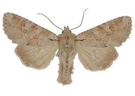 Attēlu rezultāti vaicājumam “Apamea sordens”