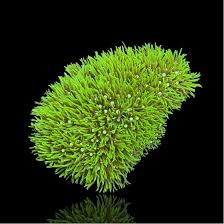 Attēlu rezultāti vaicājumam “Pachyphloeus melanoxanthus”