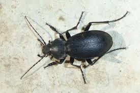 Attēlu rezultāti vaicājumam “Carabus coriaceus”