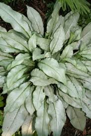 Attēlu rezultāti vaicājumam “Pulmonaria saccharata leaf”