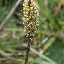 Attēlu rezultāti vaicājumam “Plantago media bud”