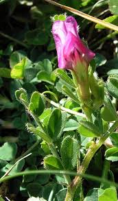 Attēlu rezultāti vaicājumam “Vicia lathyroides leaf”
