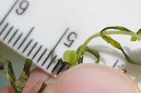 Attēlu rezultāti vaicājumam “Callitriche hermaphroditica leaf”