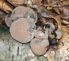 Attēlu rezultāti vaicājumam “Daldinia concentrica”