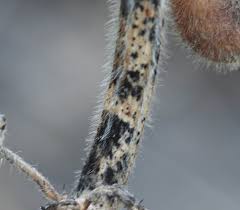 Attēlu rezultāti vaicājumam “Stemonitopsis aequalis var. microspora stalked”