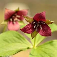 Attēlu rezultāti vaicājumam “Sium latifolium flower”