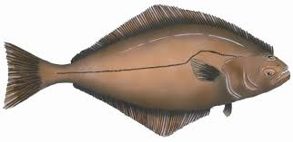 Image result for Hippoglossus hippoglossus