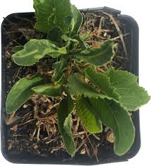 Attēlu rezultāti vaicājumam “Armoracia rusticana”