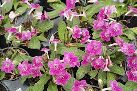 Image result for Streptocarpus
