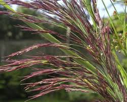 Attēlu rezultāti vaicājumam “Phragmites communis flower”