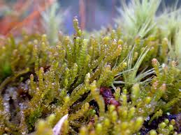 Attēlu rezultāti vaicājumam “Barbilophozia lycopodioides macro”