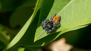 Attēlu rezultāti vaicājumam “Xanthogramma sp. male”