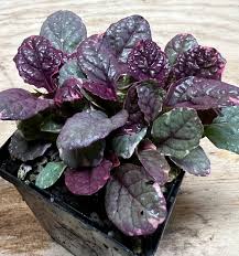 Attēlu rezultāti vaicājumam “Ajuga genevensis leaf”